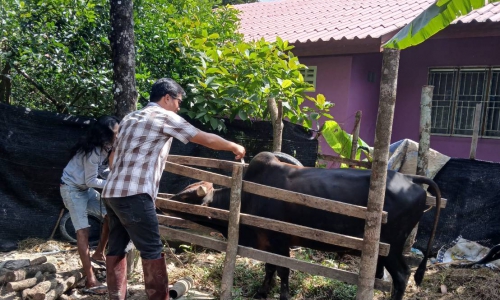 กิจกรรมรณรงค์ฉีดวัคซีนป้องกันโรคปากเท้าเปื่อย(FMD) โค กระบือ รอบที่ 1/2568 วันที่ 25 ธันวาคม 2567