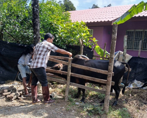 กิจกรรมรณรงค์ฉีดวัคซีนป้องกันโรคปากเท้าเปื่อย(FMD) โค กระบือ รอบที่ 1/2568 วันที่ 25 ธันวาคม 2567